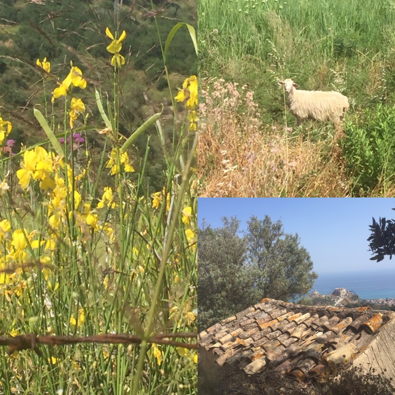 Roccella bike ride nature.JPG